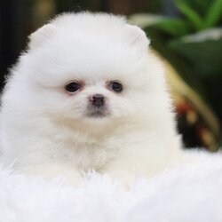 ปอมเมอเรเนียน เพศเมียสีขาวครีม