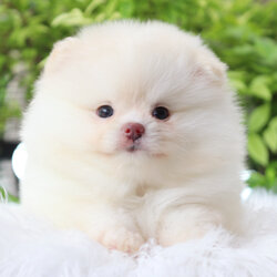 ปอมเมอเรเนียน เพศเมียสีขาวครีม