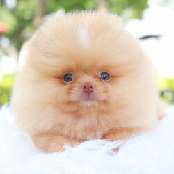 ปอมเมอเรเนียน เพศเมีย สีครีมเกรดโชว์