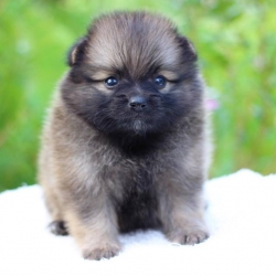 ปอมเมอเรเนียน เพศเมีย