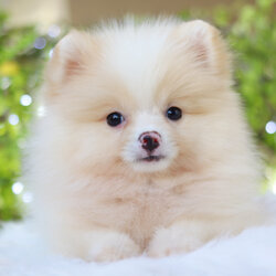 ปอมเมอเรเนียน เพศเมียสีครีม