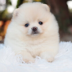 ปอมเมอเรเนียน เพศเมียสีขาวครีม