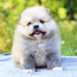 ปอมเมอเรเนียน เพศผู้