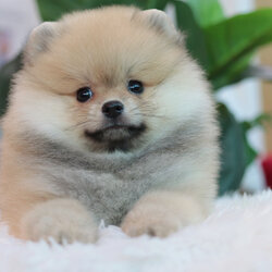 ปอมเมอเรเนียน เพศเมียสีส้ม