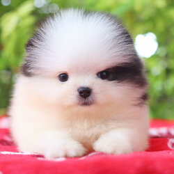 ปอมเมอเรเนียน เพศเมียสีแฟนซี