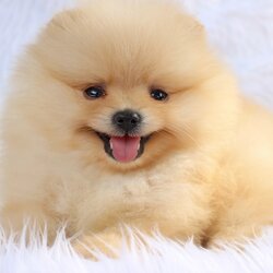 ปอมเมอเรเนียน เพศผู้ ครีม