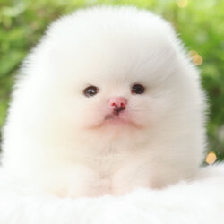 ปอมเมอเรเนียน เพศผู้สีขาว เกรดโชว์