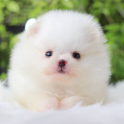 ปอมเมอเรเนียน เพศเมียสีขาว เกรดโชว์