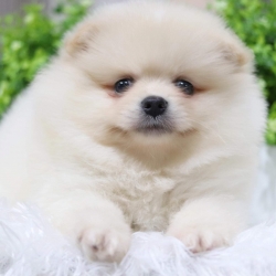 ปอมเมอเรเนียน เพศผู้