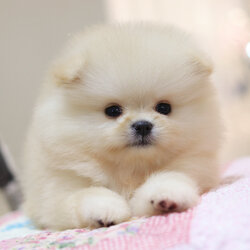 ปอมเมอเรเนียน เพศเมียสีครีม เกรดโชว์