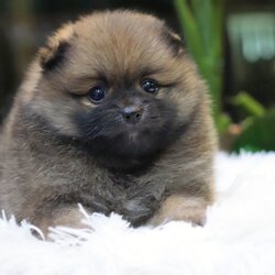 ปอมเมอเรเนียน เพศผู้ สีส้ม