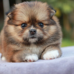 ปอมเมอเรเนียน เพศเมีย สีส้มน่ารักขี้อ้อน