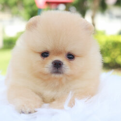 ปอมเมอเรเนียน เพศเมียสีครีม