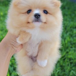 ปอมเมอเรเนียน เพศเมียสีครีม มีถุงเท้า