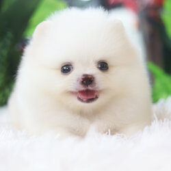 ปอมเมอเรเนียน เพศผู้ สีขาวไซส์เล็กเกรดโชว์