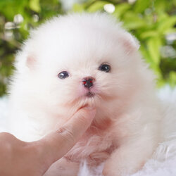 ปอมเมอเรเนียน เพศเมียสีขาวเกรดโชว์