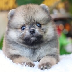 ปอมเมอเรเนียน เพศผู้ สีส้ม