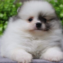 ปอมเมอเรเนียน เพศผู้