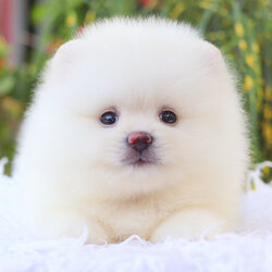 ปอมเมอเรเนียน เพศผู้สีขาวครีม