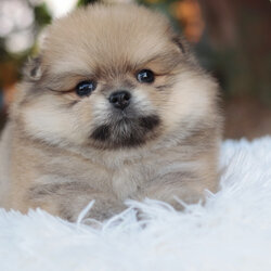 ปอมเมอเรเนียน เพศผู้สีส้ม ขนแน่นๆ