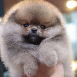 ปอมเมอเรเนียน เพศเมียสีส้ม เกรดโชว์