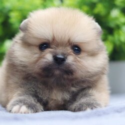 ปอมเมอเรเนียน เพศผู้