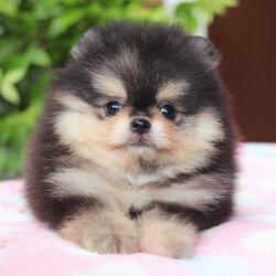 ปอมเมอเรเนียน เพศผู้สีแบล็คแทน เกรดโชว์