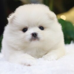 ปอมเมอเรเนียน เพศเมีย สีขาวครีม