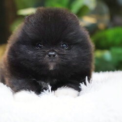 ปอมเมอเรเนียน เพศผู้สีดำ