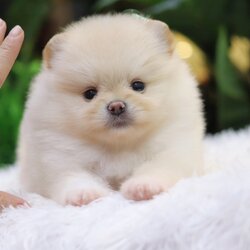 ปอมเมอเรเนียน เพศผู้