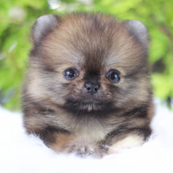 ปอมเมอเรเนียน เพศเมียสีส้มทีคัพ