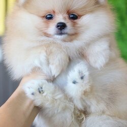 ปอมเมอเรเนียน เพศเมีย