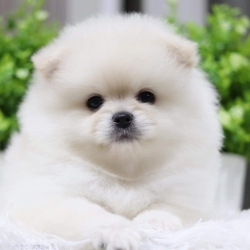 ปอมเมอเรเนียน เพศเมีย