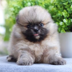 ปอมเมอเรเนียน เพศเมีย