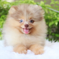 ปอมเมอเรเนียน เพศผู้สีช็อคเมอร์เร่