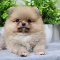 ปอมเมอเรเนียน เพศผู้