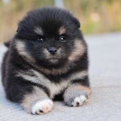 ปอมเมอเรเนียน เพศเมียแบล็คแทน