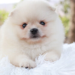 ปอมเมอเรเนียน เพศผู้ สีขาวครีม