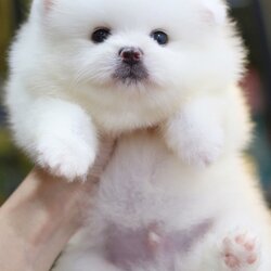 ปอมเมอเรเนียน เพศผู้ สีขาวเกรดโชว์ พร้อมใบเพ็ดดีกรีเต็มใบ