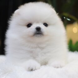 ปอมเมอเรเนียน เพศเมีย สีขาวครีม