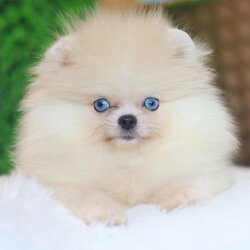 ปอมเมอเรเนียน เพศเมียสีส้ม ตาสีฟ้า