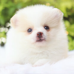 ปอมเมอเรเนียน เพศผู้สีขาวครีม