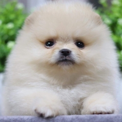 ปอมเมอเรเนียน เพศผู้