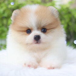 ปอมเมอเรเนียน เพศผู้สีแฟนซีเกรดโชว์