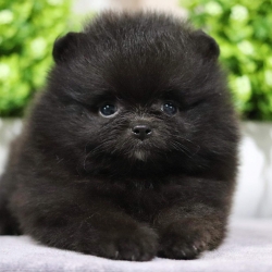 ปอมเมอเรเนียน เพศผู้