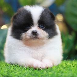 ปอมเมอเรเนียน เพศผู้ สีแฟนซีขาวดำ