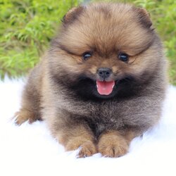 ปอมเมอเรเนียน เพศเมีย สีส้ม