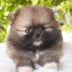 ปอมเมอเรเนียน เพศเมียสีส้ม เกรดโชว์