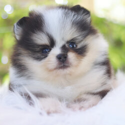 ปอมเมอเรเนียน เพศผู้ สีเมอร์เร่