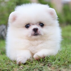 ปอมเมอเรเนียน เพศผู้ ขาวครีม